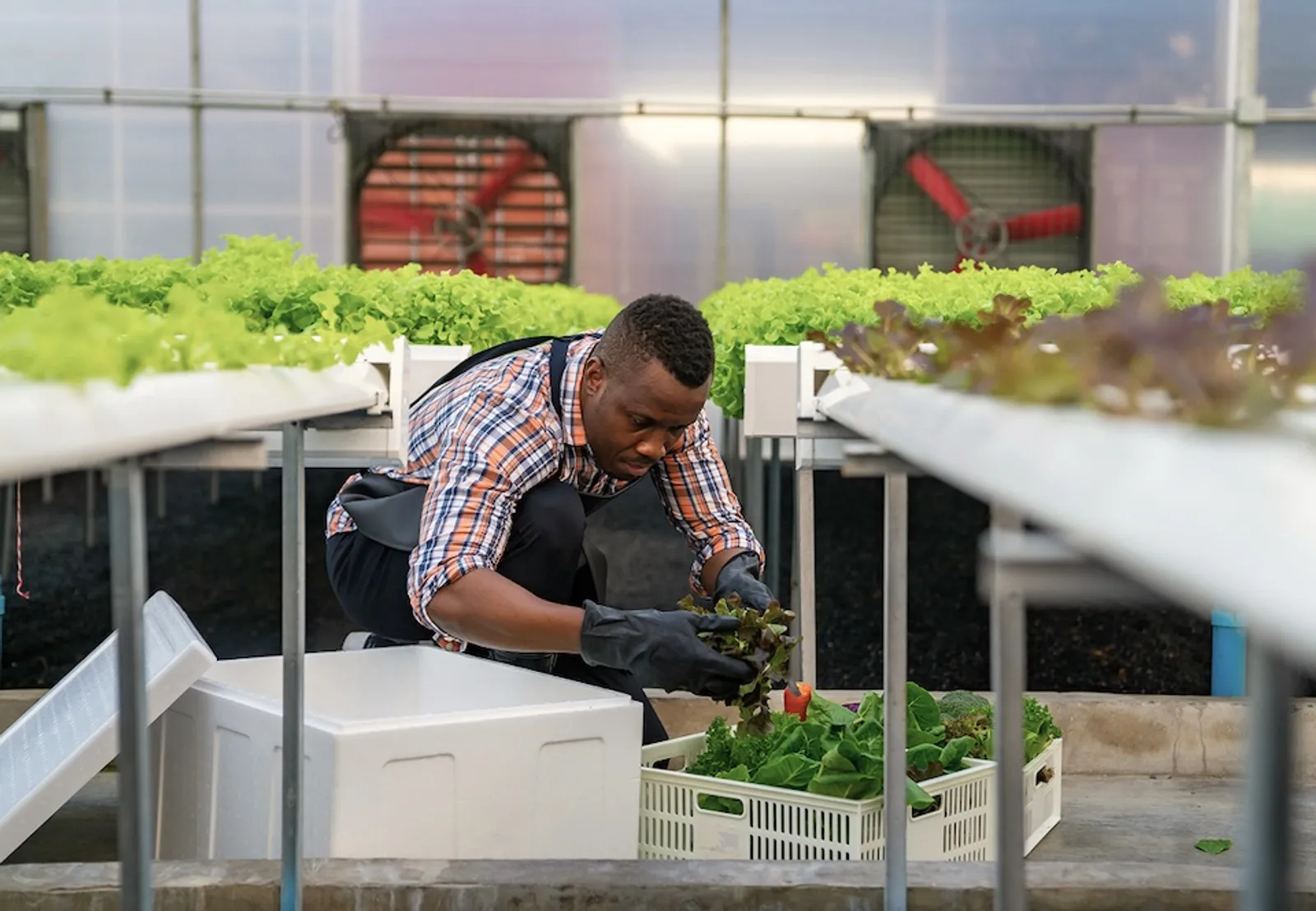 Smallholder farms
